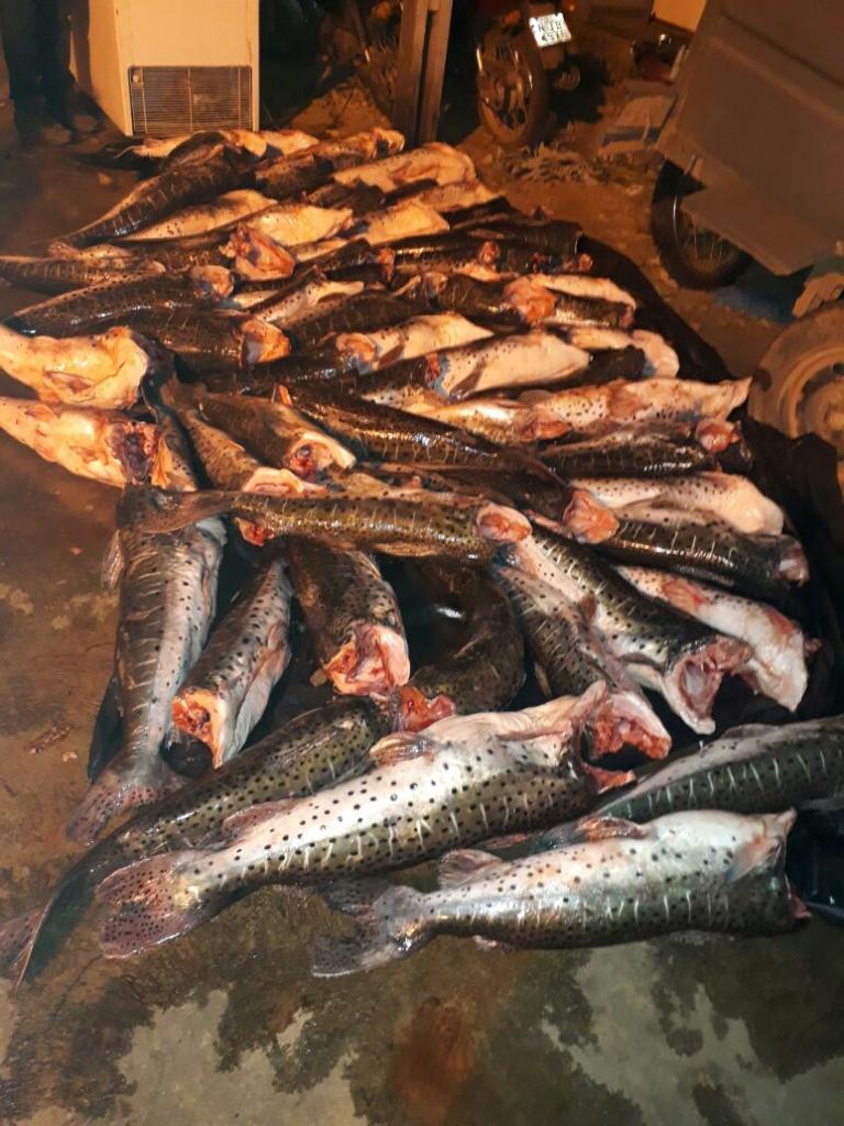 Homem  preso com mais de 500 kg de pescado irregular