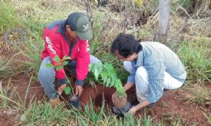 MP e parceiros plantam mudas para revitalizar  cabeceiras de rios e nascentes do Pantanal
