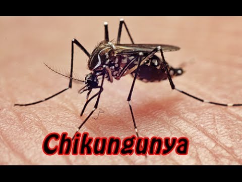 Nmero de casos de febre   chikungunya aumenta em MT