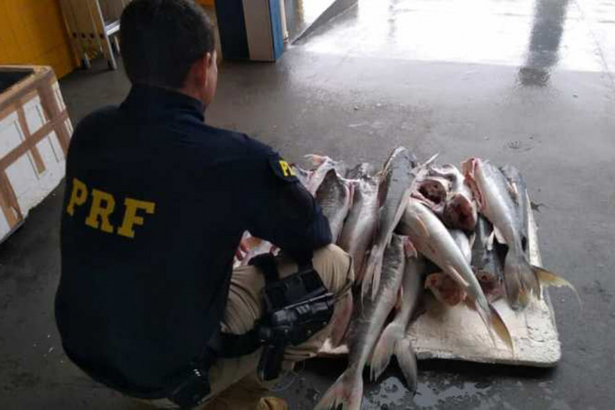 PRF apreendeu 160 kg de  pescados em nibus na BR