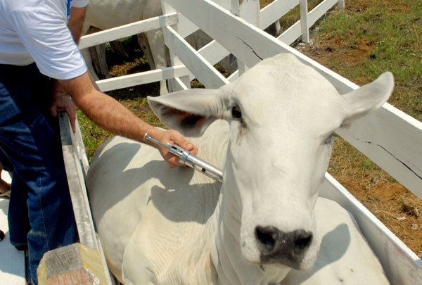 Comeou 3 feira primeira  etapa de vacinao do gado
