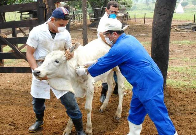 Indea abre inscries de curso  para habilitao de veterinrios