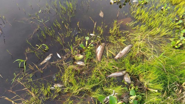 Centenas de peixes so encontrados mortos no Rio Guapor em Vila Bela